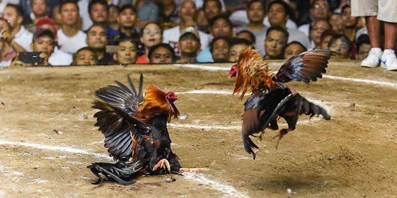 Học cách dự đoán lựa chọn chiến kê của các cao thủ