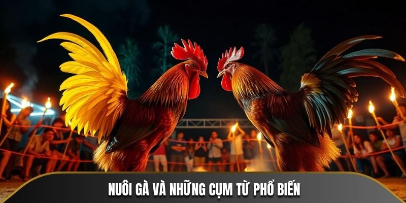 Nuôi gà và những cụm từ phổ biến
