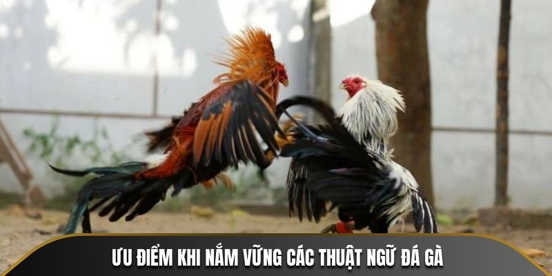 Ưu điểm khi nắm vững các thuật ngữ đá gà