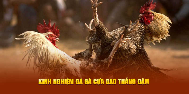 Kinh nghiệm đá gà cựa dao thắng đậm